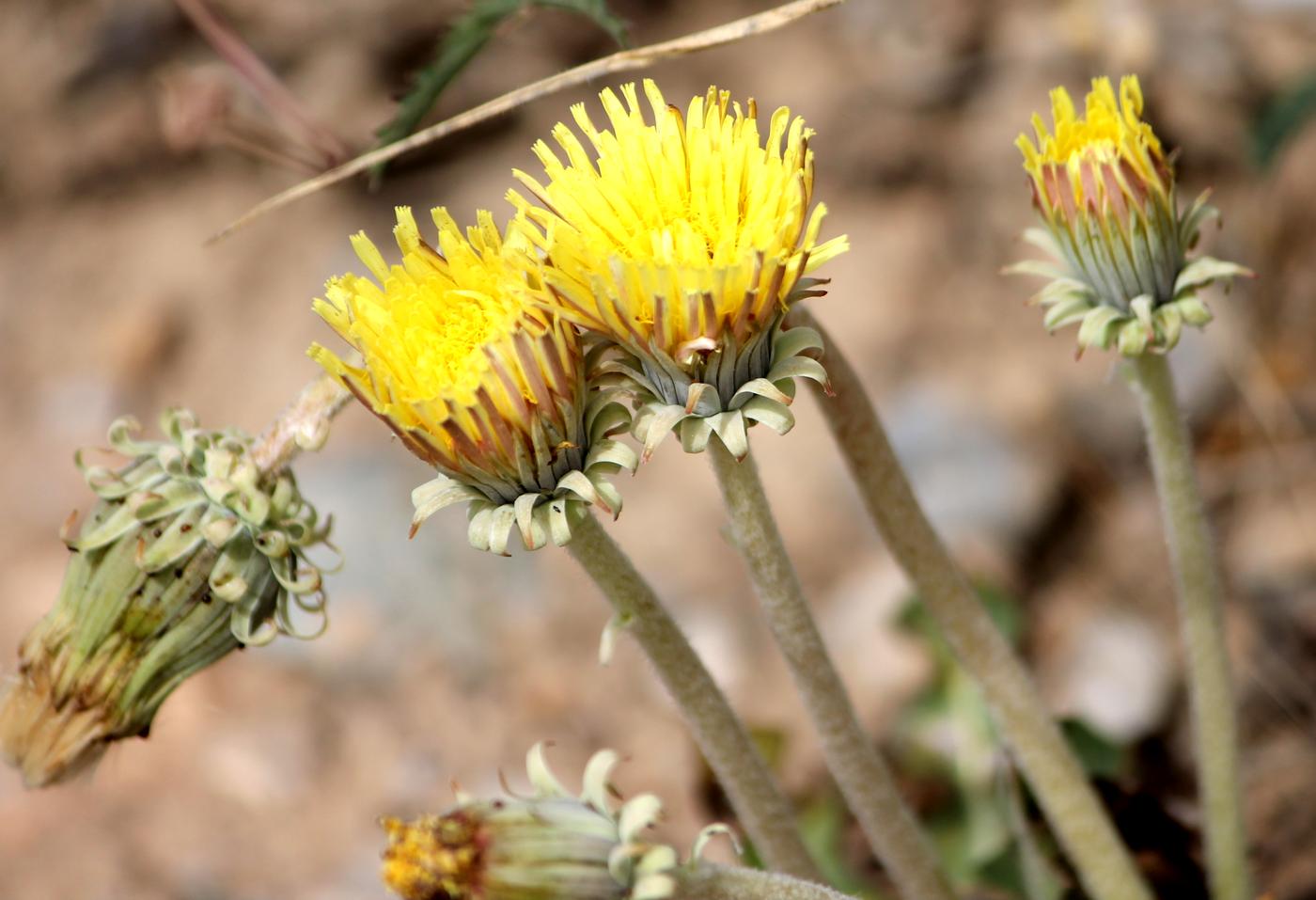 Изображение особи Taraxacum turcomanicum.