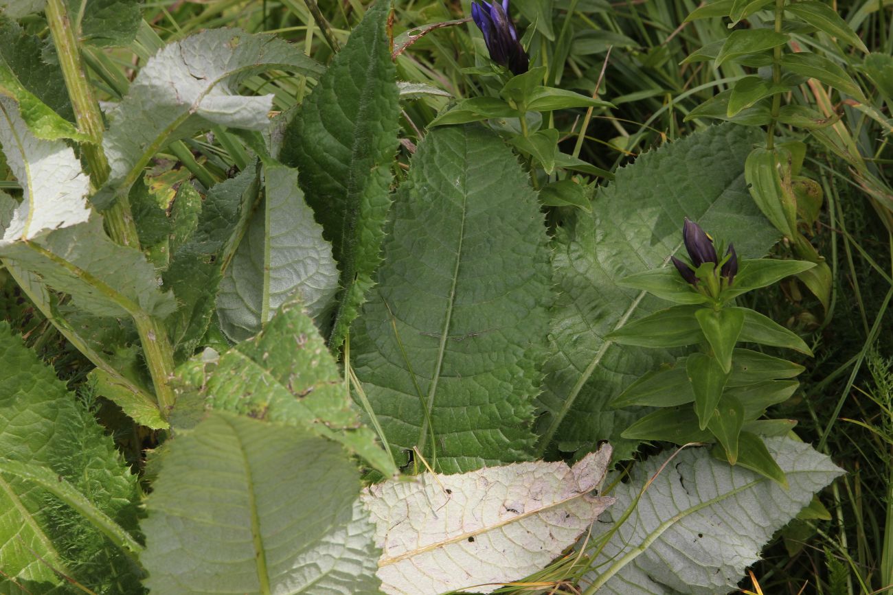 Image of Cirsium helenioides specimen.