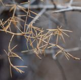 Asparagus nesiotes ssp. purpureiensis