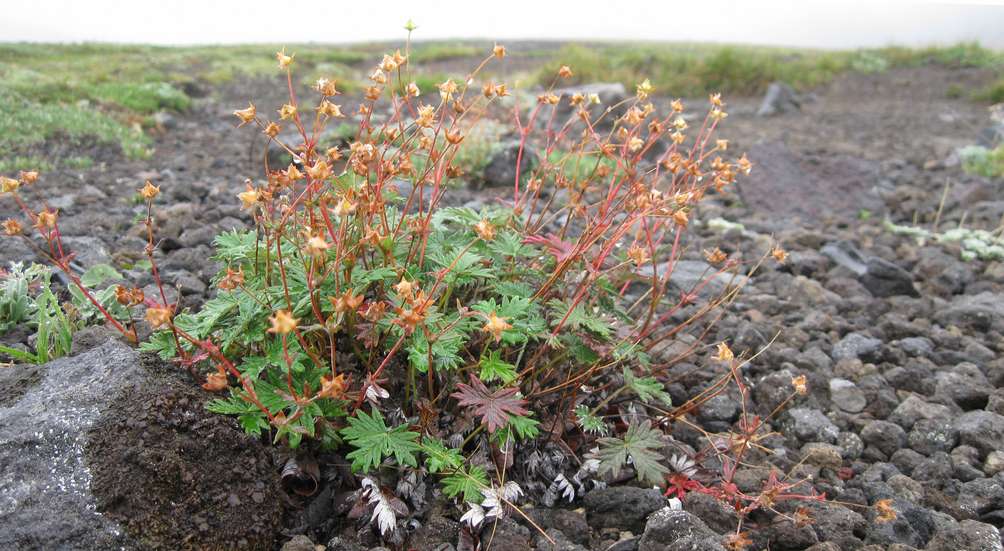 Image of Potentilla vulcanicola specimen.