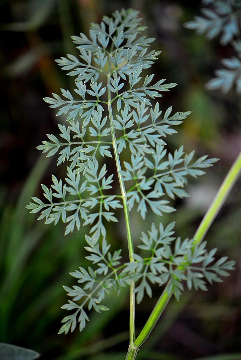 Изображение особи Selinum carvifolia.