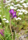 Oxytropis karga. Верхушка аобега с соцветием. Красноярский край, г. Норильск, окр. р-на Талнах, на склоне горы. 13.06.2020.