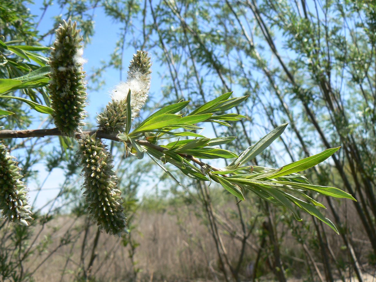 Изображение особи Salix viminalis.