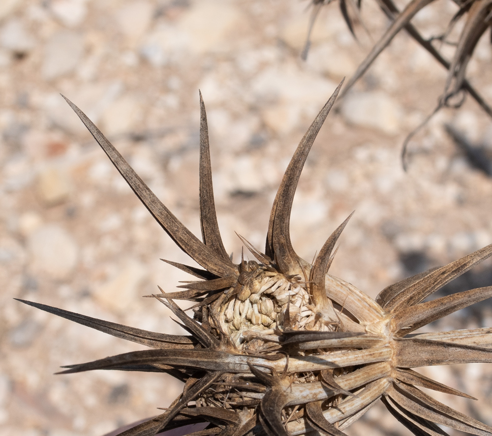 Изображение особи Exoacantha heterophylla.