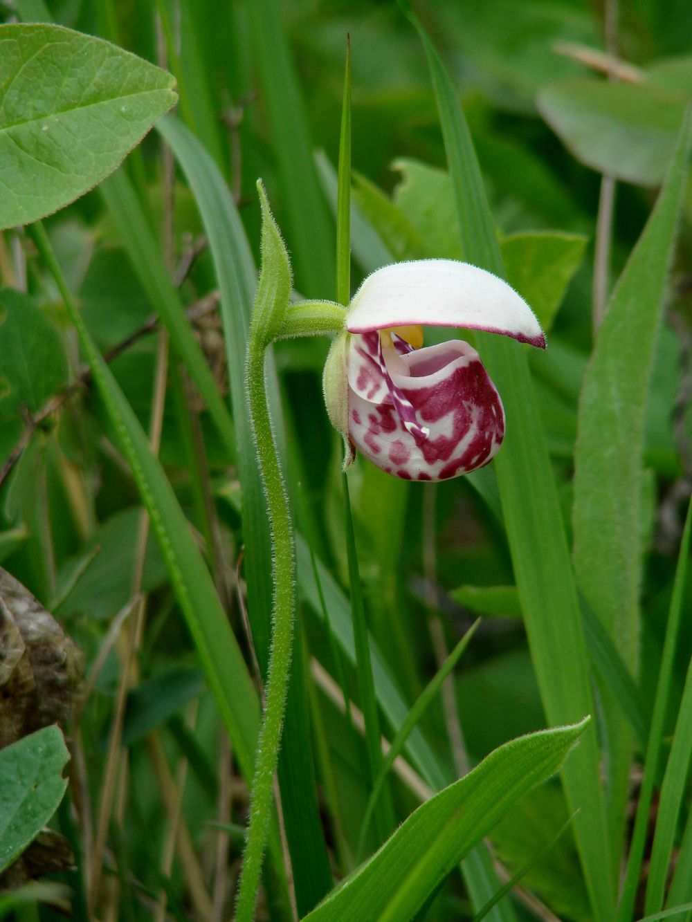 Image of Cypripedium guttatum specimen.