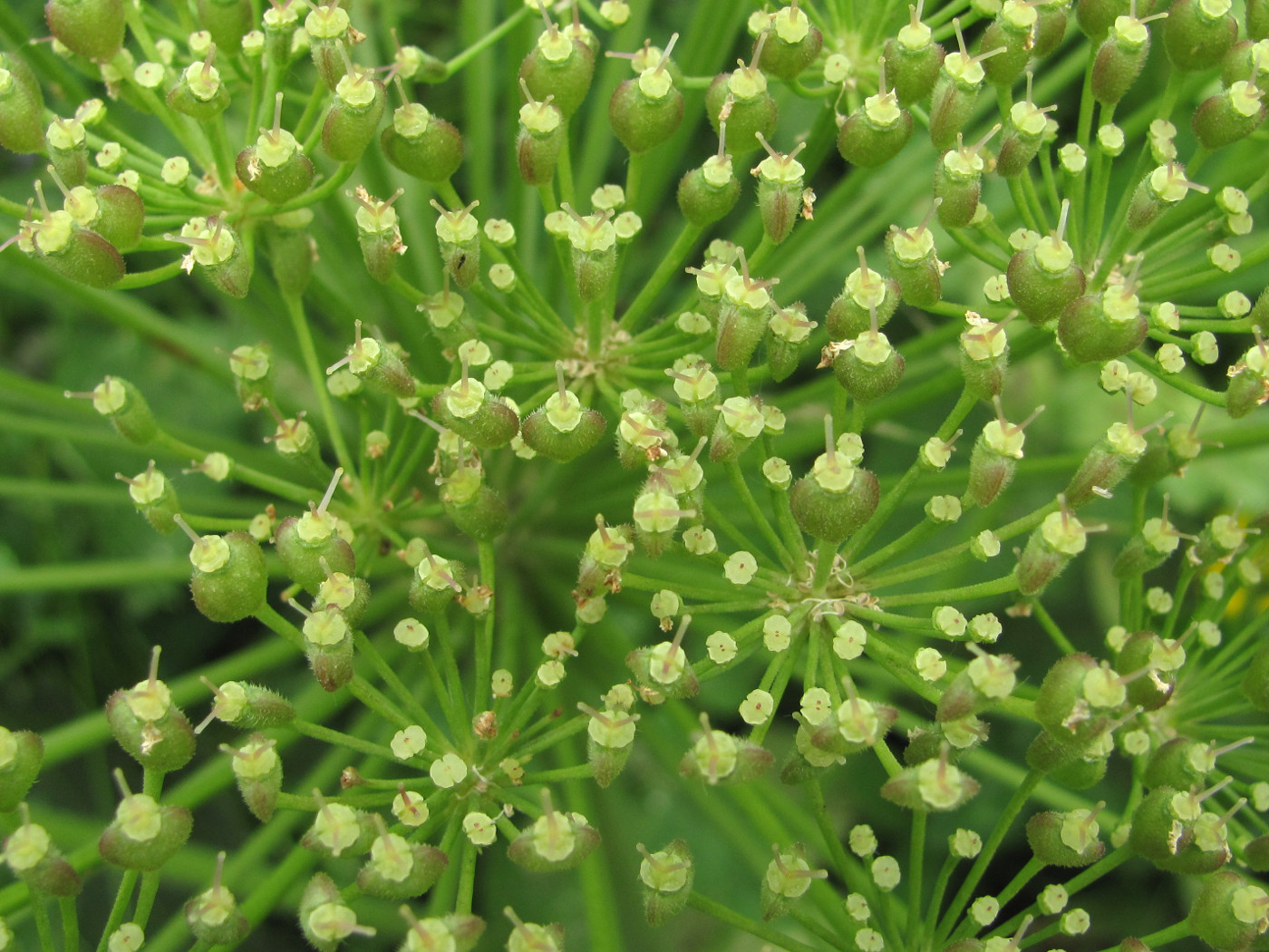 Изображение особи Heracleum leskovii.
