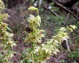 Epipactis helleborine