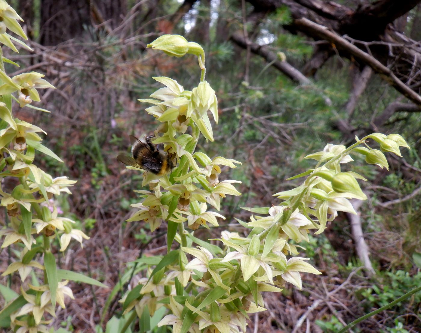 Изображение особи Epipactis helleborine.