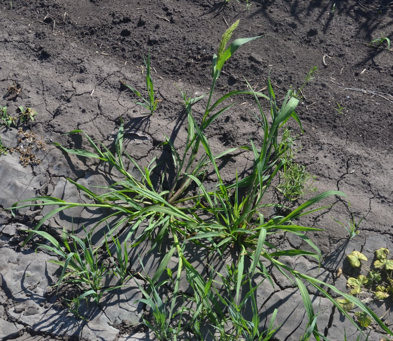 Изображение особи Echinochloa crus-galli.