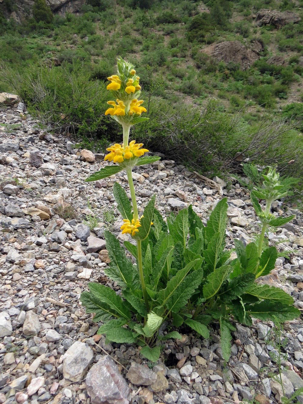 Image of Phlomoides sarawschanica specimen.