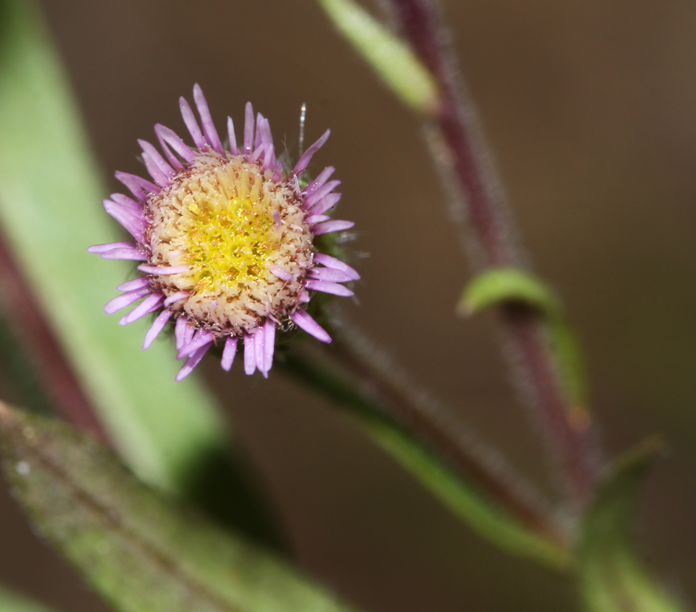 Image of Erigeron manshuricus specimen.