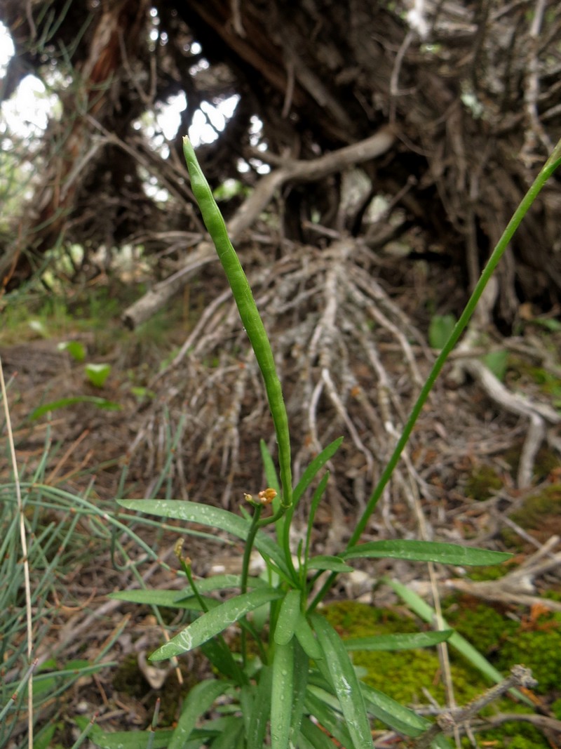 Image of Parrya fruticulosa specimen.