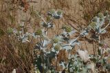 Eryngium maritimum. Плодоносящее растение. Краснодарский край, Анапское муниципальное образование, окр. станицы Благовещенская, Витязевская коса, дюна. 24.07.2020.