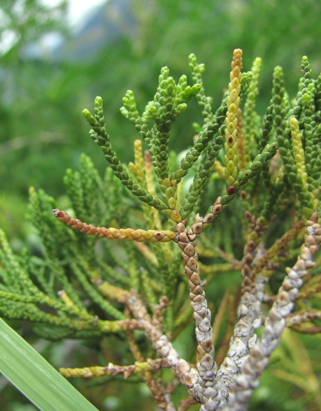 Image of Juniperus sabina specimen.