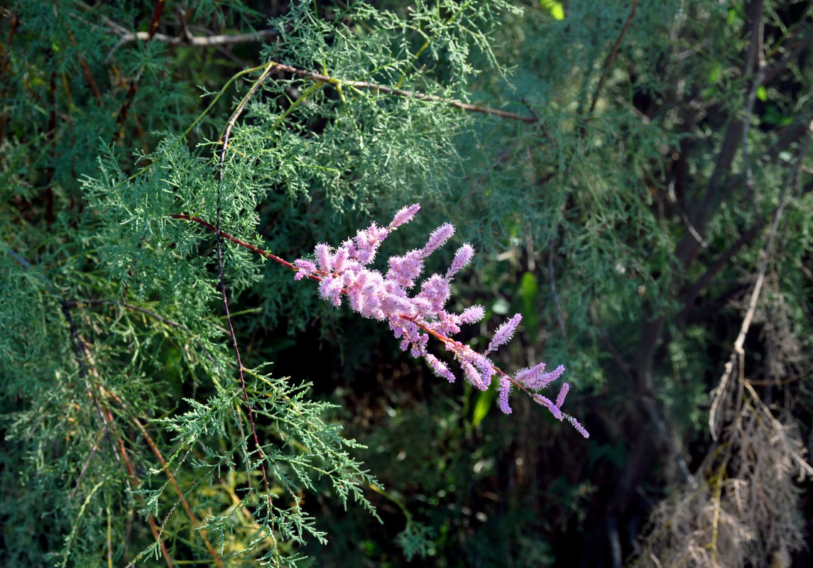 Image of genus Tamarix specimen.