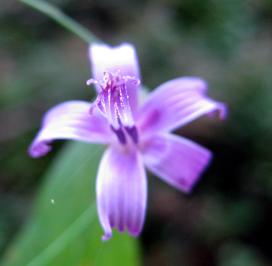 Image of Prenanthes purpurea specimen.