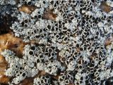 Lecanora argopholis