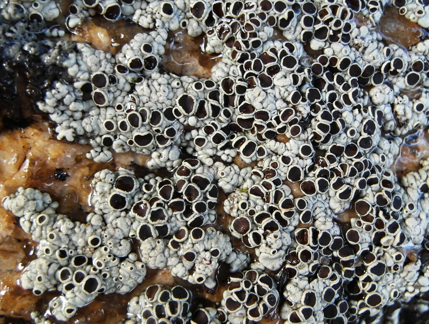 Image of Lecanora argopholis specimen.