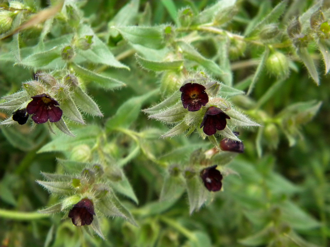 Image of Nonea rossica specimen.