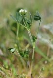 Trifolium leucanthum. Цветущее растение. Крым, Керченский п-ов, Приазовье, Караларская степь, засолённая степь. 6 мая 2021 г.