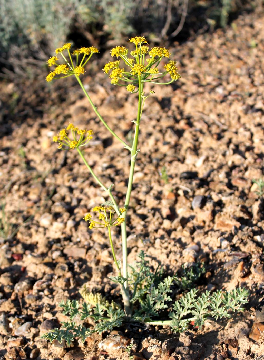 Изображение особи Ferula nuda.