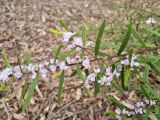 Hovea densivellosa