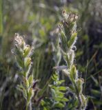 Oxytropis kungurensis. Соплодие с незрелыми плодами. Пермский край, Кунгурский р-н, окр. с. Каширино, долина р. Сылва, обнажение гипсов, слабо задернованный крутой склон. 06.06.2021.