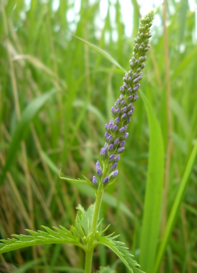 Image of Veronica longifolia specimen.