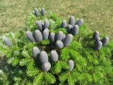Abies koreana