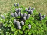 Abies koreana. Верхушка растения с шишками. Беларусь, г. Минск, Курасовщина, территория церкви. 24.06.2021.