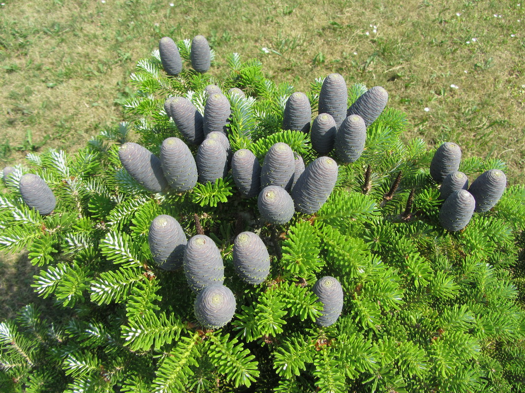 Image of Abies koreana specimen.