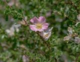 Rosa maracandica