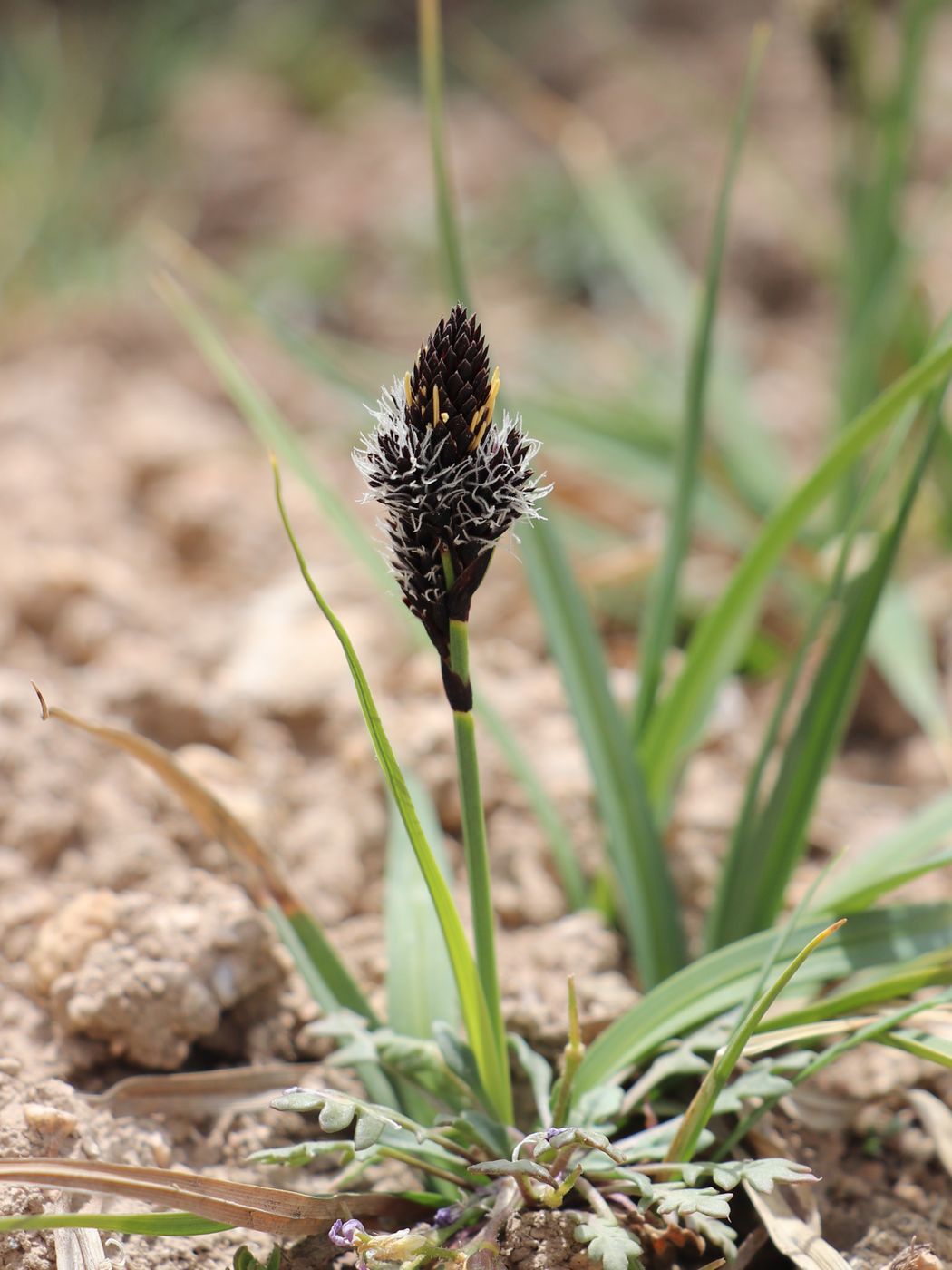 Изображение особи Carex melanantha.