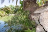 Cyperus involucratus. Отцветающее растение. Израиль, Шарон, г. Тель-Авив, ботанический сад тропических растений, берег искусственного водоёма. 08.06.2021.