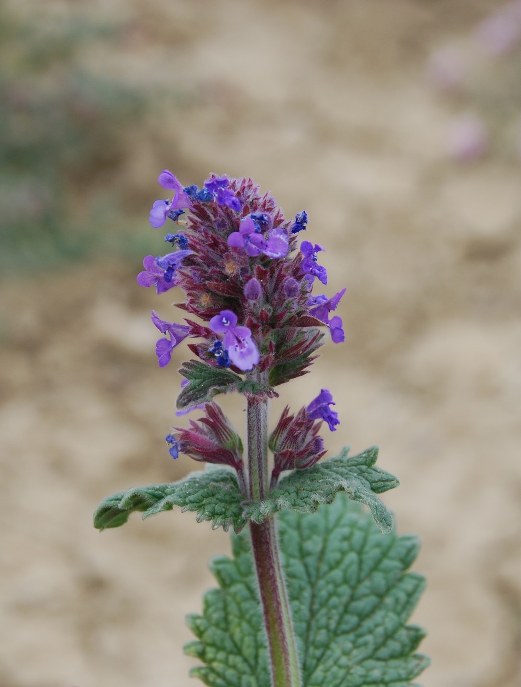 Image of Nepeta amoena specimen.