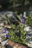 Polygala alpicola