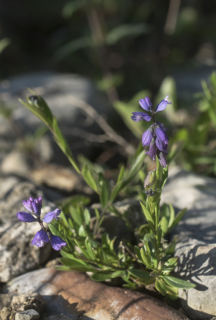 Image of Polygala alpicola specimen.