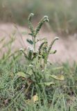 Heliotropium europaeum. Цветущее растение в сообществе Halocnemum strobilaceum. Крым, Нижнегорский р-н, заказник «Присивашский», солончак. 26 августа 2021 г.