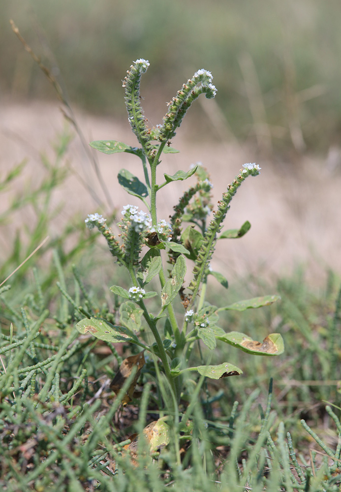 Image of Heliotropium europaeum specimen.