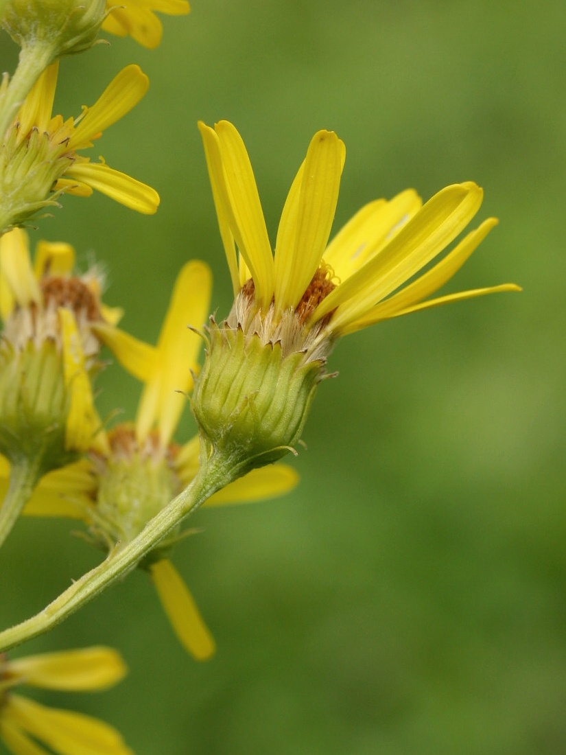 Image of Senecio paludosus specimen.