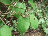 Syringa amurensis