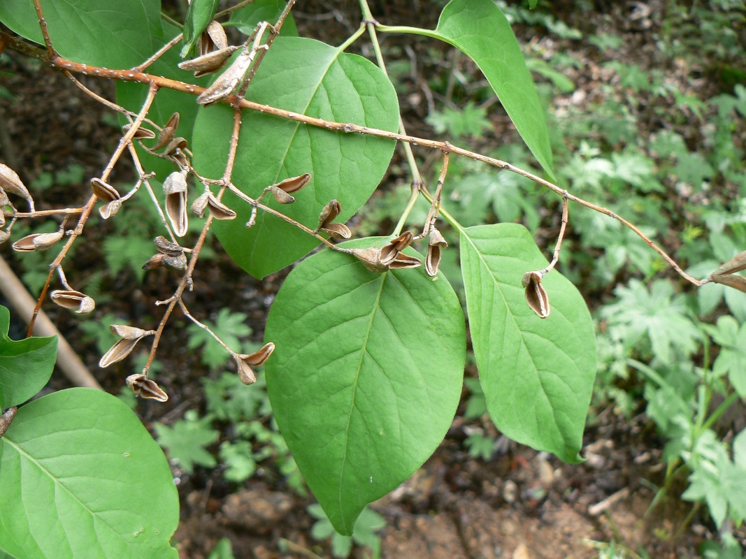 Image of Syringa amurensis specimen.