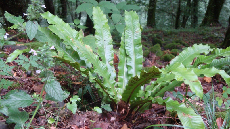 Изображение особи Phyllitis scolopendrium.