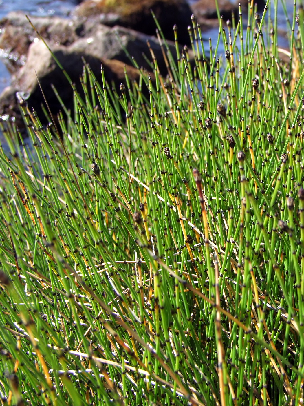 Изображение особи Equisetum variegatum.