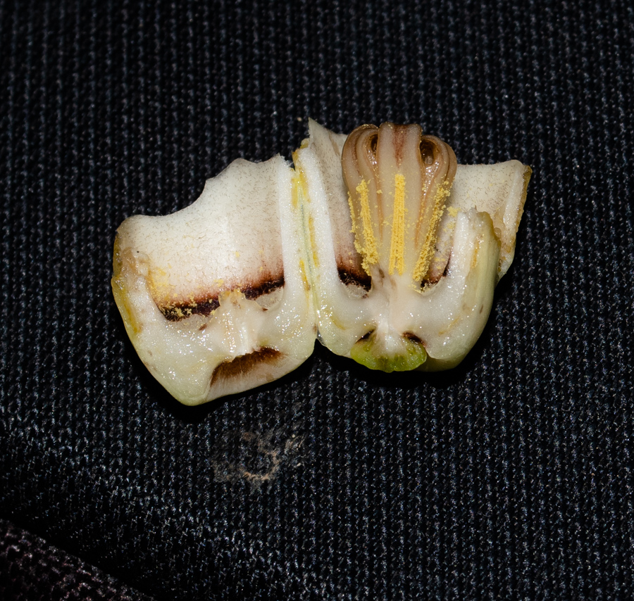 Image of Aristolochia gigantea specimen.