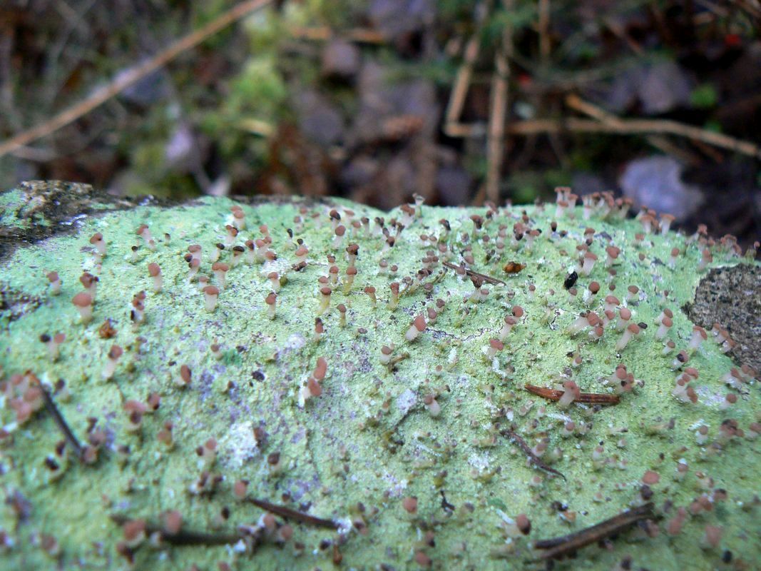 Image of Baeomyces rufus specimen.