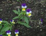 Viola tricolor. Верхушка цветущего растения. Иркутск, сквер, в культуре. 10.07.2021.