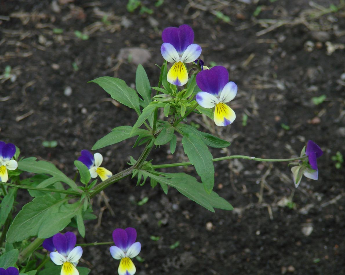 Изображение особи Viola tricolor.