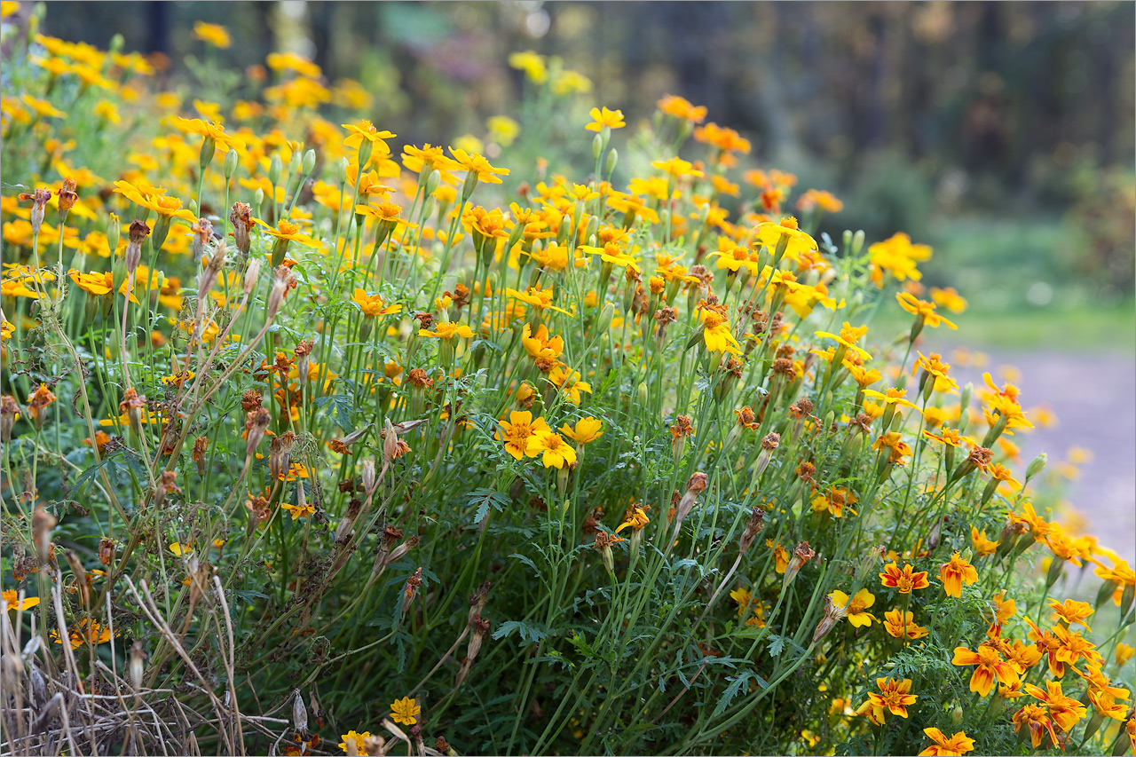 Изображение особи Tagetes tenuifolia.