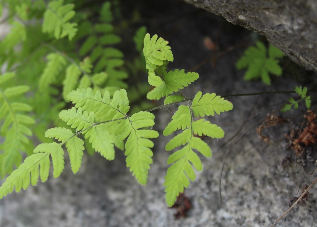 Изображение особи Gymnocarpium continentale.